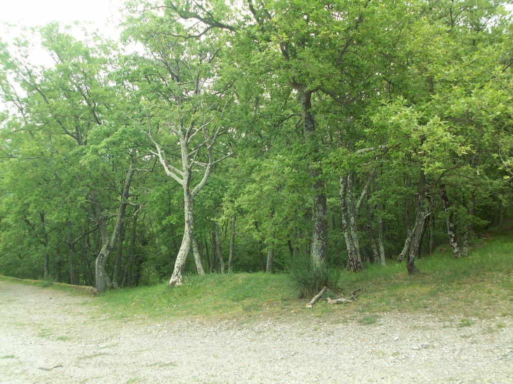 Immerso nel Verde Chiusavecchia Esterno foto